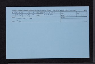 Methven Castle Policies, Pepperwell Oak, NO02NW 8, Ordnance Survey index card, Recto