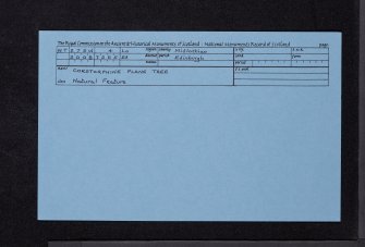 Edinburgh, Sycamore Terrace, Corstorphine Plane Tree, NT27SW 4, Ordnance Survey index card, Recto