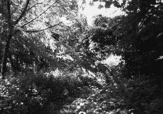 General view of site, now completely overgrown.