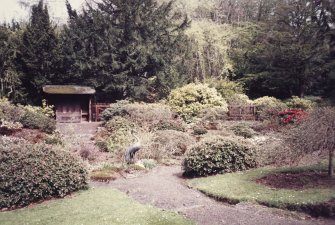 View of Major Baillie's rhodendron collection.