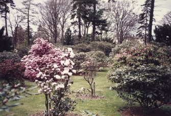 View of rhododendron collection.