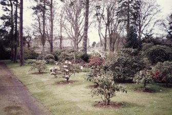 View of rhododendron collection.