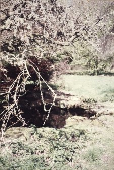 View of water feature in the overgrown rock garden.