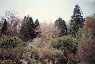 View of specimen trees and overgrown shrubs in N garden.
