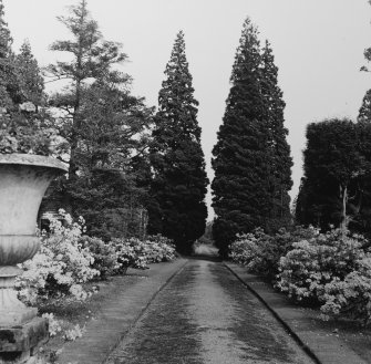 View of avenue in garden.