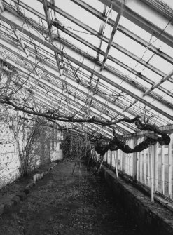 Interior.
General view showing vines.