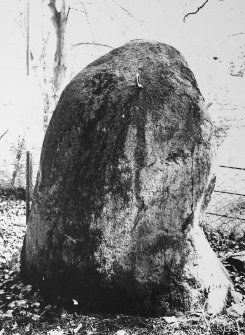 Cammo, standing stone from W. 
RCAHMS 1976
