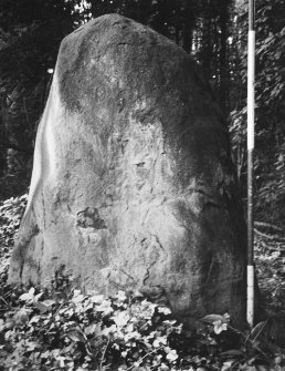 Cammo, standing stone from E. 
RCAHMS 1976