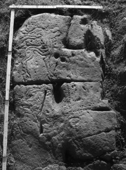 View of carved rock showing deer and peck markings (with scale)