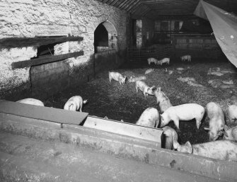 Interior view from NW of cattle court in main block of steading, now occupied by pigs