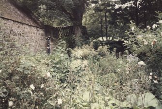 Detail of the 'Wild Garden' in the old walled garden.