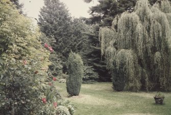 General view of garden showing effective mix of textural qualities in the tree planting.