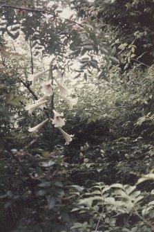 Detail of the giant Himalayan lily'Cardiocrinum Giganteum' in flower.