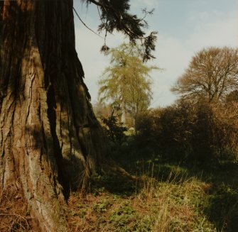 Inveraray Castle Estate, Gardens.
View of the woodland gardens.