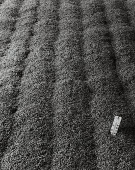 Malt Barn, Bowmore Distillery, Bowmore, Islay.
View of character of steeped barley, spread on malting floor during germination stage.