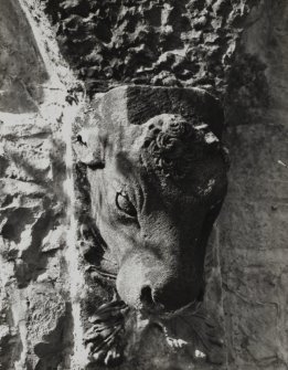 Mull, Torosay Castle. 
Detail of carved animal head set into garden wall.