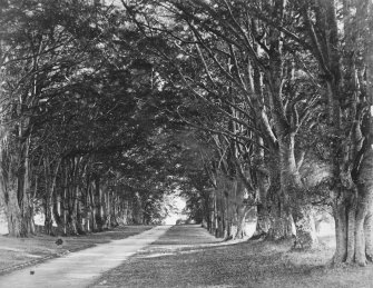 Copy of historic photograph showing view of avenue.