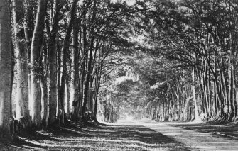 Copy of historic photograph showing view of avenue.