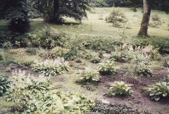 General view of 'new' woodland garden showing hostas.