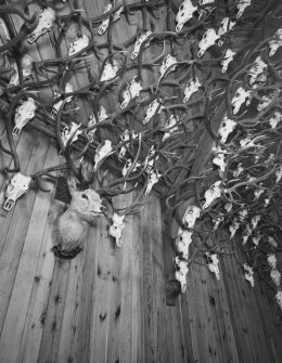 Ceiling and wall, wood panelling covered in deer antlers, detail