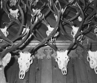 Ceiling and wall, deer antlers, detail