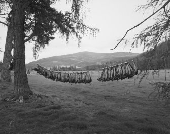 Washing line of mandibles