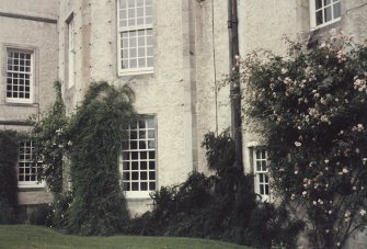 View of climbing plants at West facade.