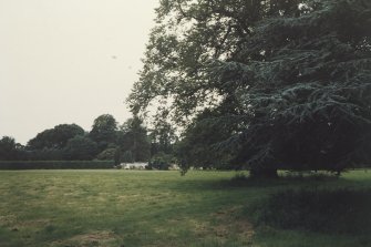 View of specimen trees in the park.