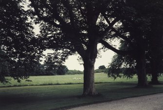 View of land by the main drive.