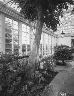 Conservatory, view of interior from East