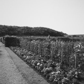 View inside walled garden from north east