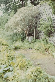 Old fruit trees and shrubs in the walled garden