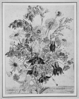 Photographic copy of watercolour from The Flowers of the Year (April) by Mrs Cameron Kay.
