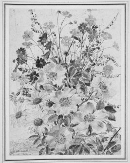 Photographic copy of watercolour from The Flowers of the Year (July) by Mrs Cameron Kay.