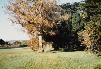 Dalmahoy estate
View of old yew surviving from the shrubbery