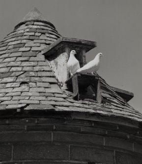 Doocot, opening for doves, detail