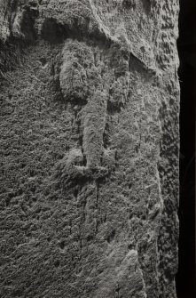 Dunkeld, Dunkeld Cathedral, Cross-slab.
Detail of back.