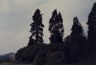 Ochtertyre House, Policies.
General view of pinetum and shrubbery.