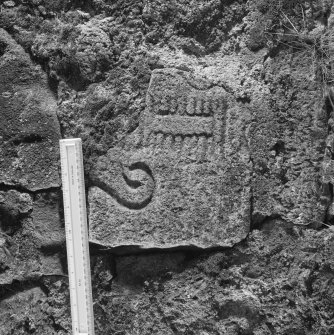 Pictish symbol stone in garden wall, with scale