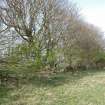 Plantation bank from the SW