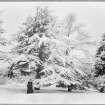 View of woman in front of snow covered tree, Inchrye Abbey
