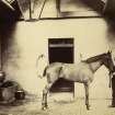View of horse and stable boy at St Fort House.