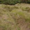 View.  Remains of heavily overgrown  trench system