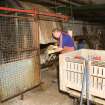 Interior. Tanyard. Preparation of hides. De-hairing, Drum No. 8. Tanner removing hides from drum.