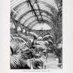 Catalogue of Horticultural Buildings by MacKenzie and Moncur
Interior of Conservatory erected at Fairlawn, Kent