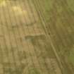 Oblique aerial view of the cropmarks of the ring ditch, building and rig and furrow at Shiells, taken from the WSW.