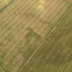 Oblique aerial view of the cropmarks of the ring ditch, building and rig and furrow at Shiells, taken from the WNW.