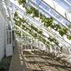 Interior. Vinery, view from SW