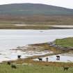 View of fish trap at Moronish, Vallay, taken from N