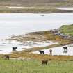 View of fish trap at Moronish, Vallay, taken from N